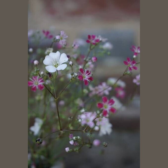 Gypsophila Baby's Breath 'Elegans Mixed' Seeds