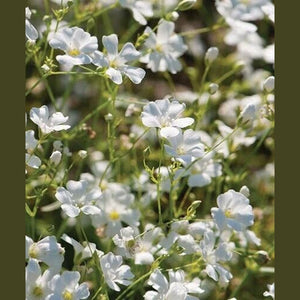 Gypsophila Baby's Breath 'Elegans Mixed' Seeds