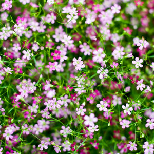 Gypsophila Baby's Breath 'Elegans Mixed' Seeds