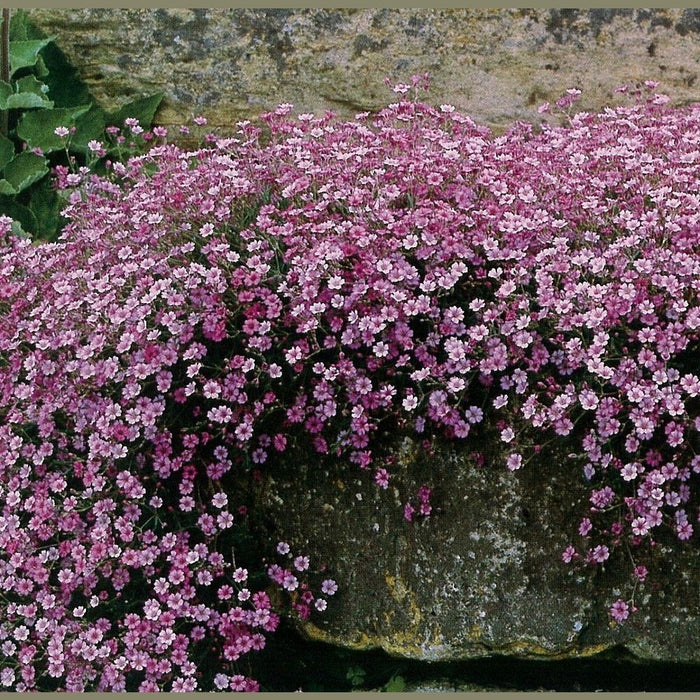 Gypsophila Baby's Breath 'Rosea' Seeds