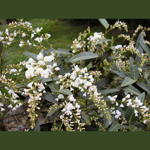 HARDENBERGIA violacea alba 'White Coral Pea' Seeds