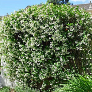 HARDENBERGIA violacea alba 'White Coral Pea' Seeds