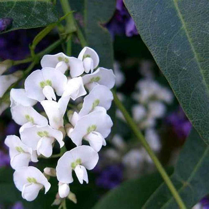 HARDENBERGIA violacea alba 'White Coral Pea' Seeds