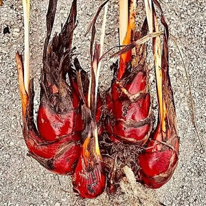 Haemodorum spicatum 'Bloodroot' Seeds