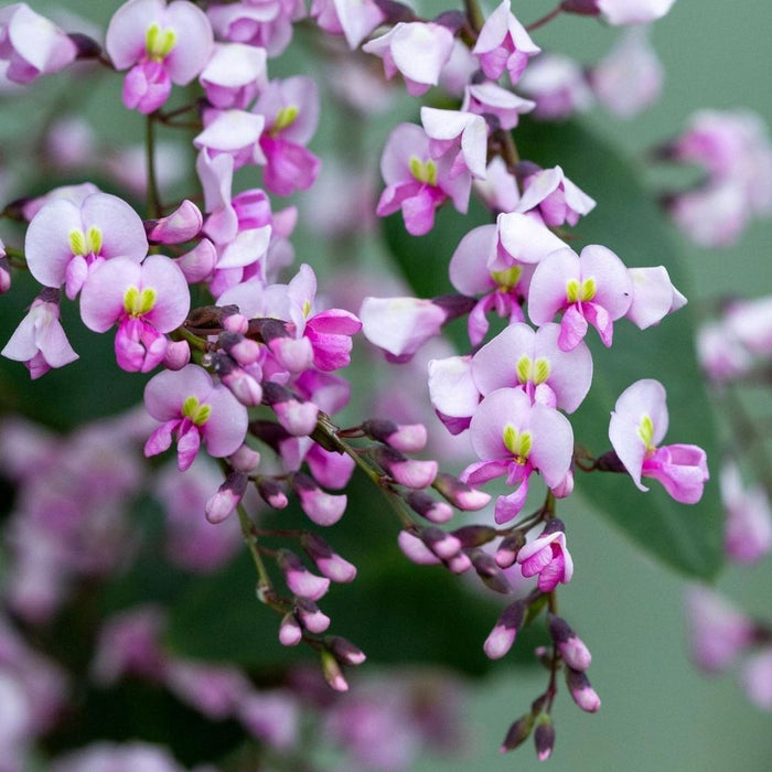 Hardenbergia violacea Shrub Form 'Pink Coral Pea' Seeds