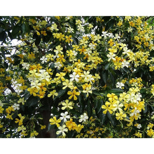 Hymenosporum Flavum 'Native Frangipani'  Seeds