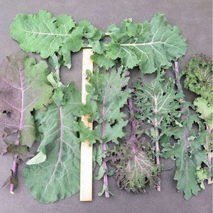 SAMPLE SIZE Kale "Garden Mix" Seeds