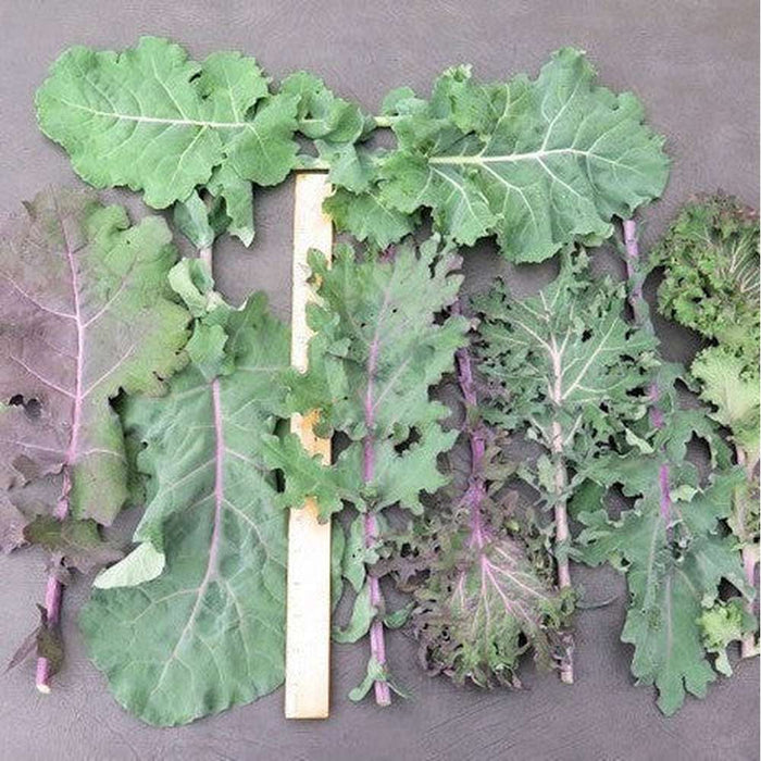 SAMPLE SIZE Kale "Garden Mix" Seeds