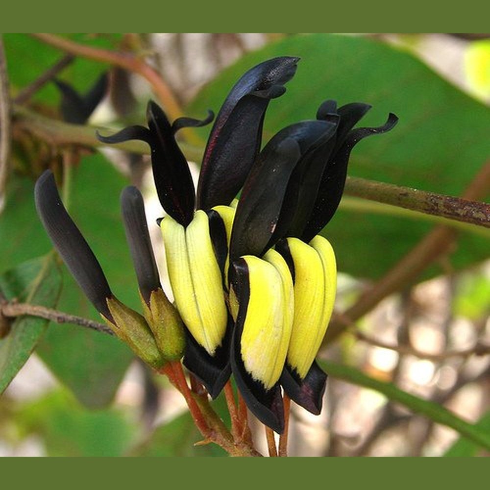 snake vine plant Kennidia Nigricans 'Tiger Snake Vine' Seeds – D&H Seed Harvest Co