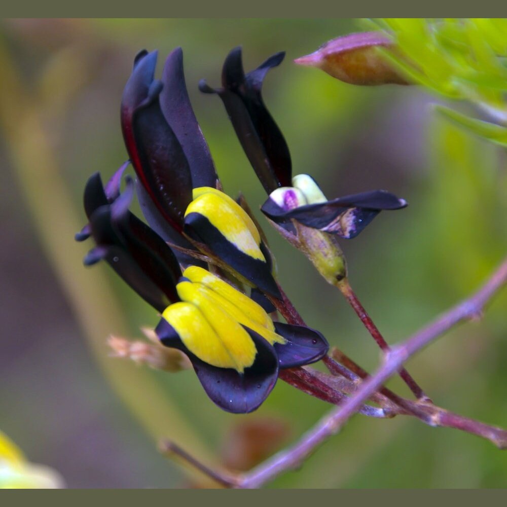 black tiger snake plant Kennidia Nigricans 'Tiger Snake Vine' Seeds – D&H Seed Harvest Co