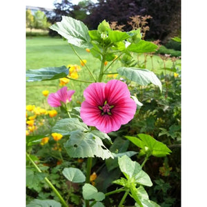 Lavatera 'Trimestris Mixed' Seeds
