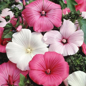 Lavatera 'Trimestris Mixed' Seeds