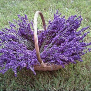 SAMPLE SIZE  Lavender 'Vera' Seeds