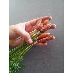 Carrot 'Little Fingers' Seeds
