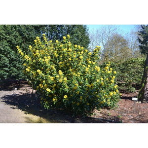Mahonia aquifolium 'Oregon Grape' Seeds