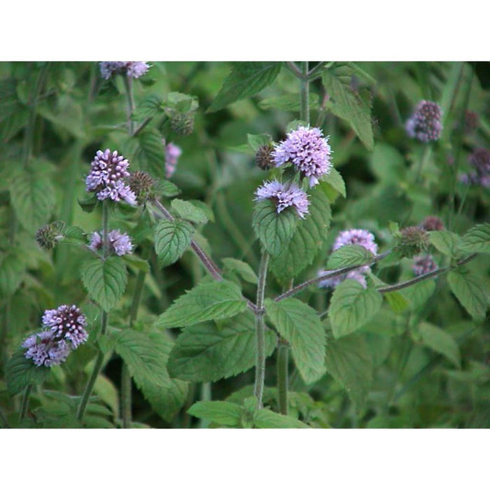 Mint Longifolia ‘Wild Mint’ Seeds