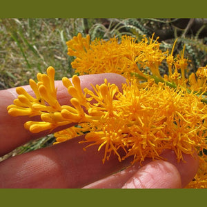 Nuytsia floribunda 'WA Christmas Tree' Seeds