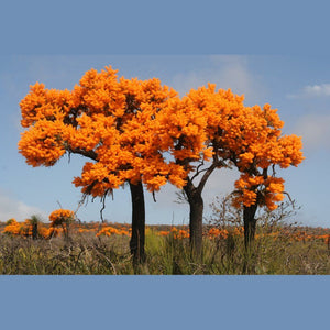 Nuytsia floribunda 'WA Christmas Tree' Seeds