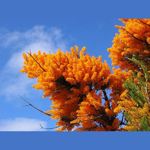 Nuytsia floribunda 'WA Christmas Tree' Seeds