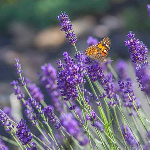 Lavender 'Vera' Seeds