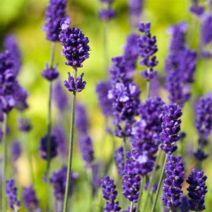 Lavender 'Vera' Seeds