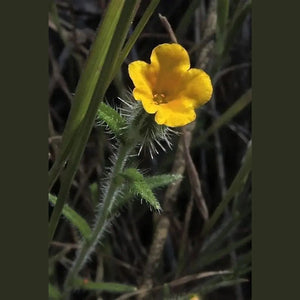 Cartonema philydroides 'Native Yellow Flower'
