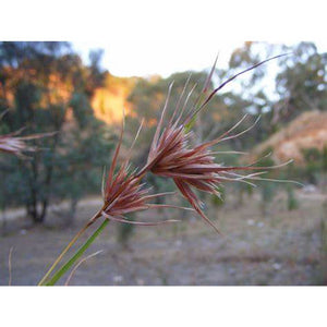 Themeda Triandra florets 'Kangaroo Grass' Seeds