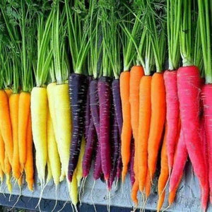 SAMPLE SIZE Carrot ‘Rainbow Mix' Seeds