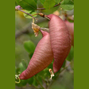 Colutea arborescens 'Ornamental Bladder Tree' Seeds