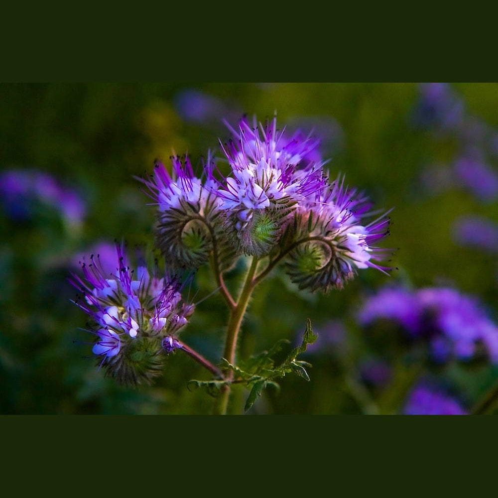 Phacelia 'Lavender Blue' Seeds – D&H Seed Harvest Co