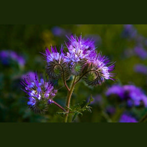 Phacelia 'Lavender Blue' Seeds