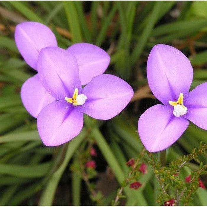 SAMPLE SIZE Patersonia Occidentalis 'Native Iris'