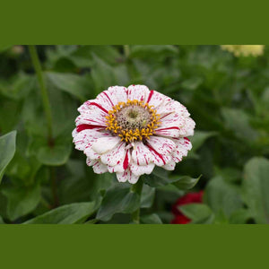 Zinnia 'Peppermint' Seeds