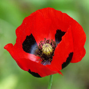 Poppy Papaver 'Commutatum Lady Bird' Seeds