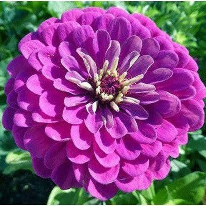 SAMPLE SIZE Zinnia 'Purple Prince' Seeds