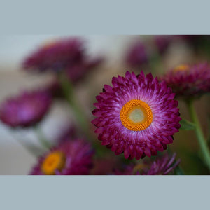 SAMPLE SIZE Everlasting Paper Daisy Strawflower 'Purple/Red Magenta' Seeds