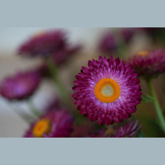 SAMPLE SIZE Everlasting Paper Daisy Strawflower 'Purple/Red Magenta' Seeds