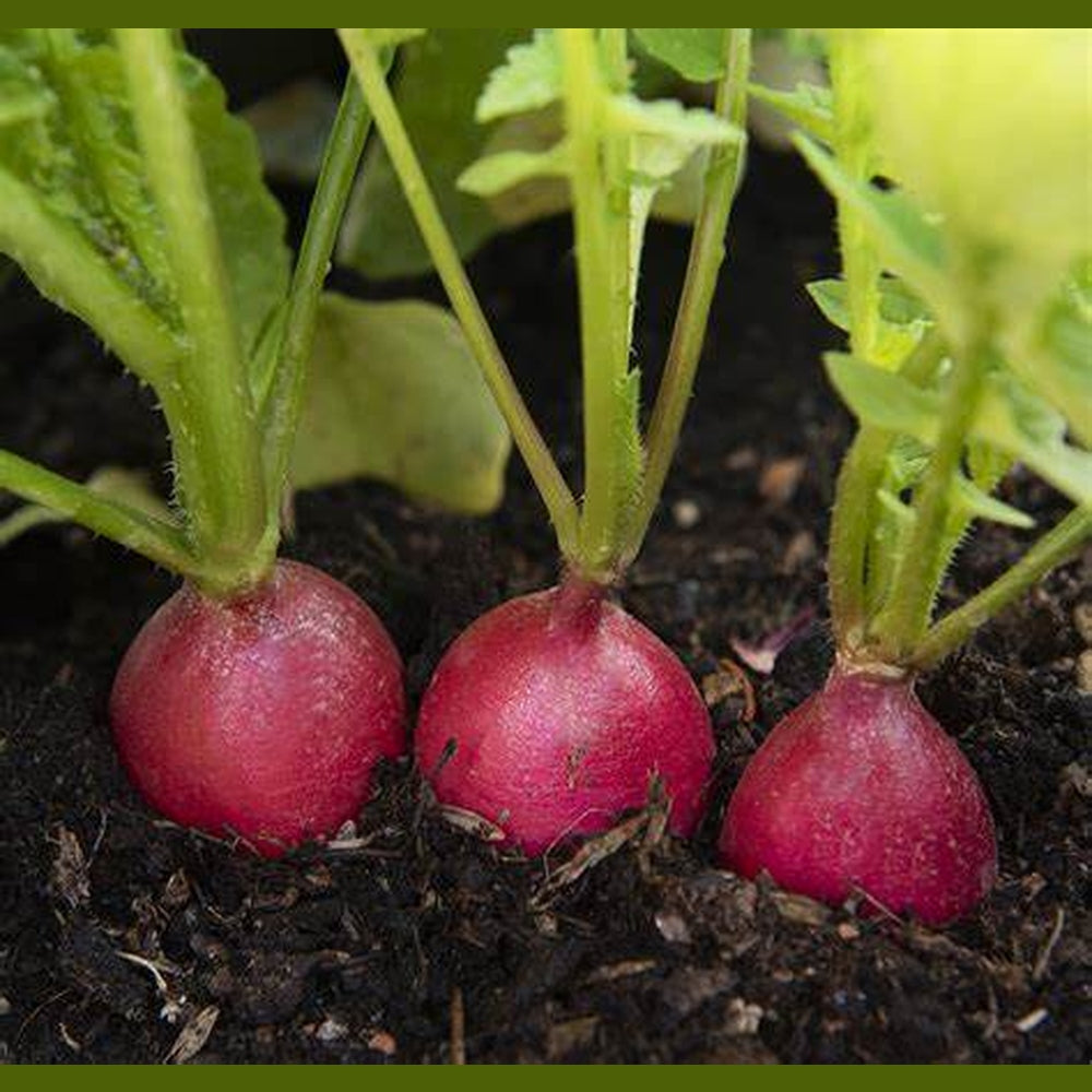 Radish 'Jutrzenka' Seeds – D&H Seed Harvest Co