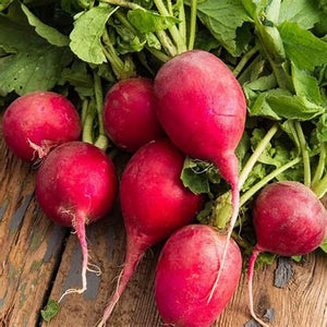 Radish 'Jutrzenka' Seeds