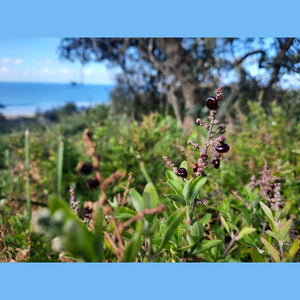 Rhagodia candolleana 'Sea Berry Saltbush' Seeds
