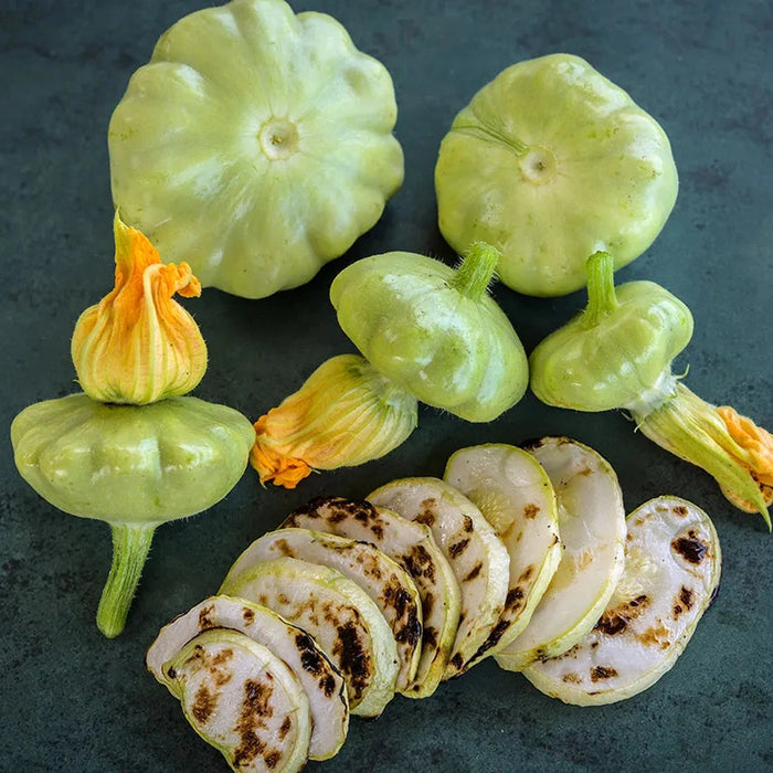 Squash 'Scallop Bennings Green Tint' Seeds