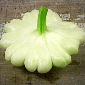 Squash 'Scallop Bennings Green Tint' Seeds