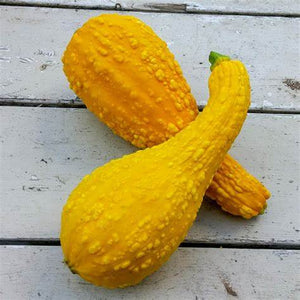 Squash 'Crookneck Early Summer Yellow' Seeds