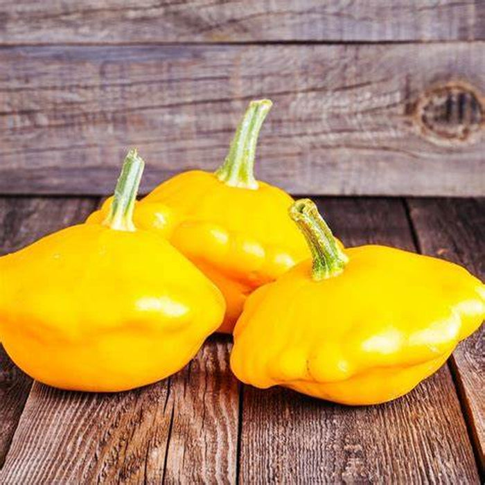 Squash 'Scallop Yellow Bush' Seeds