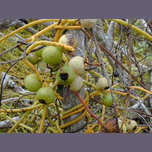 Cassytha pomiformis 'Native Dodder / Love Vine'