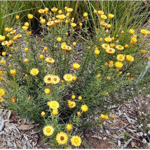 SAMPLE SIZE Everlasting Paper Daisy 'Golden Yellow' Seeds