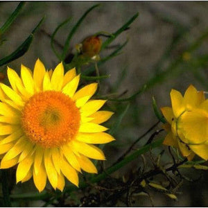 SAMPLE SIZE Everlasting Paper Daisy 'Golden Yellow' Seeds