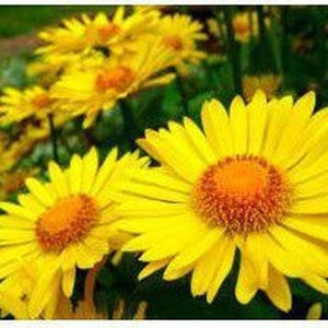 SAMPLE SIZE Everlasting Paper Daisy 'Golden Yellow' Seeds