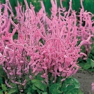 Statice 'Suworowii' Seeds