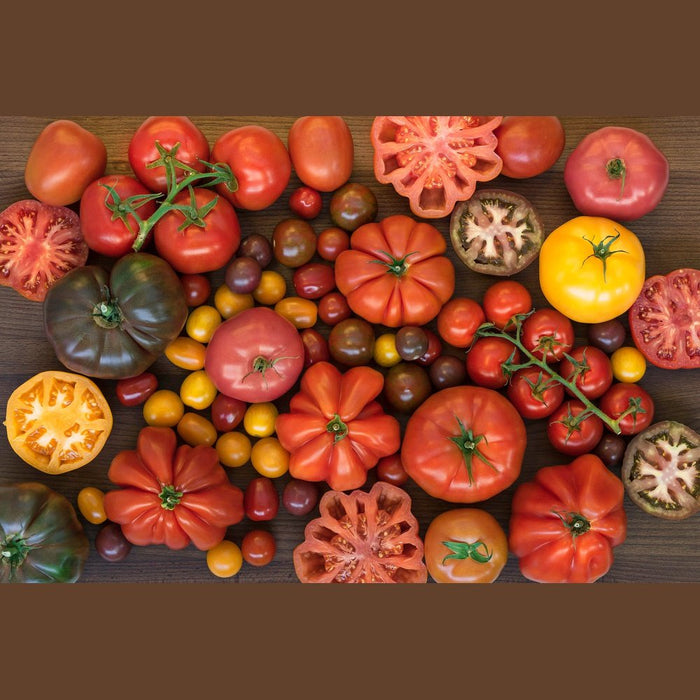 SAMPLE SIZE Tomato 'Mixed Variety' Seeds